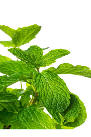 Videolu Mini Saksıda Nane Fidesi 1 Adet Saksılı/ Tüplü 10-15 Cm (MENTHA)