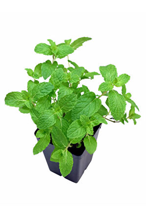 Videolu Mini Saksıda Nane Fidesi 1 Adet Saksılı/ Tüplü 10-15 Cm (MENTHA)