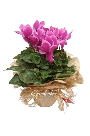 Pembe Sıklamen Çiçeği (Cyclamen) Öğretmenler Günü Hediyesi Özel Gün Çiçeği