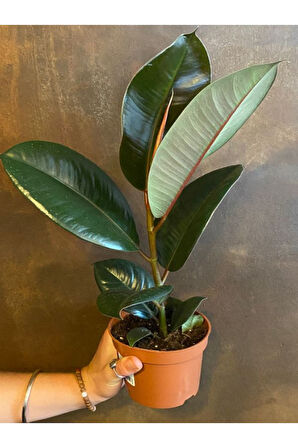 Mini Boy Kauçuk Fidanı 1 ADET Saksılı 20-45cm Salon Ofis Çiçeği (Ficus Elastica)