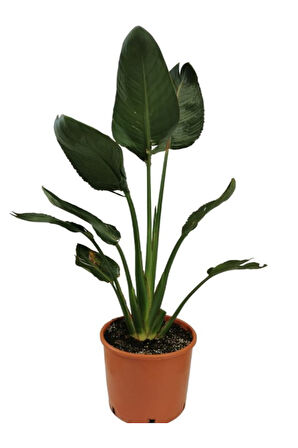 Orta Boy Saksılı Starliçe Cennet Çiçeği 1 ADET Saksılı 15-30cm (Strelitzia)