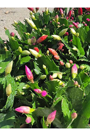 Sarı enk Yılbaşı Çiçeği 1 ADET Saksılı 10-15cm Schlumbergera Truncata