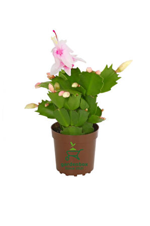 Yılbaşı Kaktüsü Beyaz Renk Yılbaşı Çiçeği 10-15cm White Schlumbergera