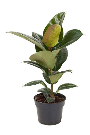 Kauçuk Çiçeği 1 Adet Saksılı 20-45cm (Ficus Elastica) Mini Boy Salon Çiçeği