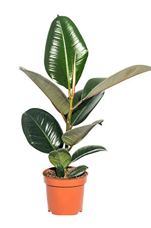 Ficus Elastica Robusta Yeşil Yaprak Kauçuk Ev Ofis Bitkisi Salon Çiçeği 20-45Cm 