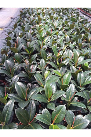Ficus Elastica Robusta Yeşil Yaprak Kauçuk Ev Ofis Bitkisi Salon Çiçeği 20-45Cm 