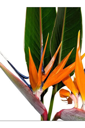 Starliçe Cennet Kuşu Strelitzia Nicolai İç Mekan Salon Çiçeği 50-70cm