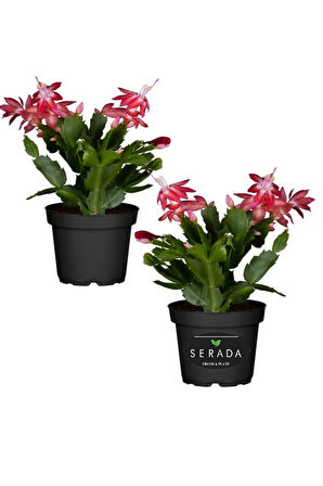 Yılbaşı Çiçeği, Schlumbergera Truncata Kırmızı