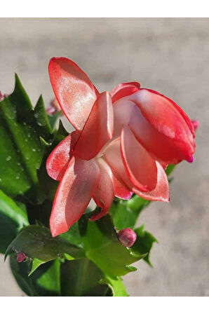 Yılbaşı Çiçeği, Schlumbergera Truncata Kırmızı