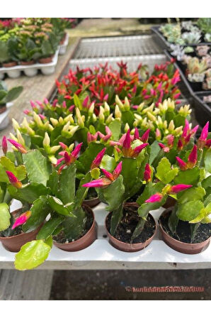 Yılbaşı Çiçeği Pembe Renk 1 ADET 10-20cm Saksılı İç Mekan Salon Çiçeği