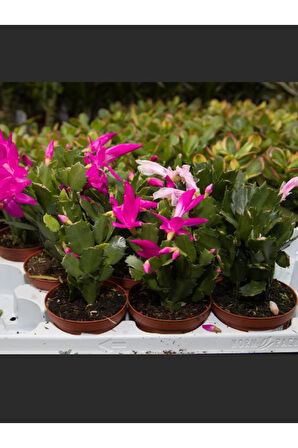 Yılbaşı Çiçeği Pembe Renk 1 ADET 10-20cm Saksılı İç Mekan Salon Çiçeği