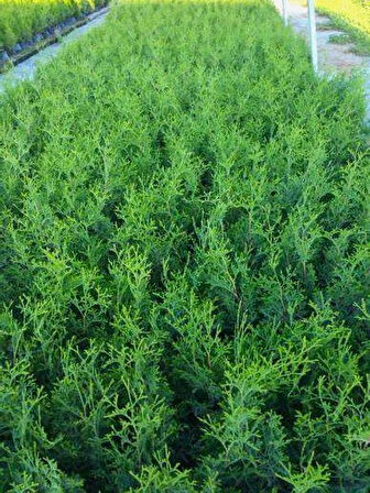 Leylandi Çam Ağacı Fidanı 20 ADET Tüplü 10-25cm (Cupressus Leylandii)