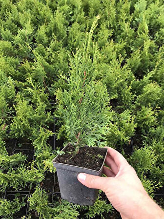 Leylandi Çam Fidanı 10-25cm 30 ADET Tüplü Bahçe Bitkisi (Cupressus Leylandii)