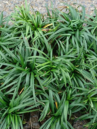 Dolgun Osmanlı Çimi Bitkisi 1 ADET Saksılı 15-30cm (Ophiopogon Japonicus)