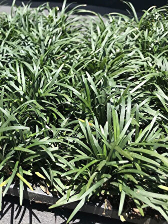 Dolgun Osmanlı Çimi Bitkisi 1 ADET Saksılı 15-30cm (Ophiopogon Japonicus)