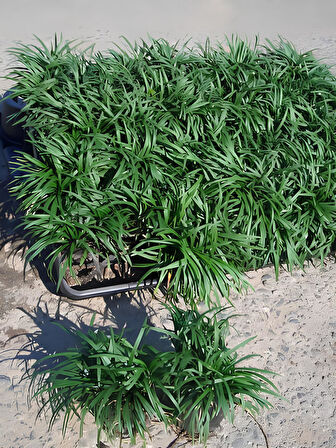 Dolgun Osmanlı Çimi Bitkisi 1 ADET Saksılı 15-30cm (Ophiopogon Japonicus)