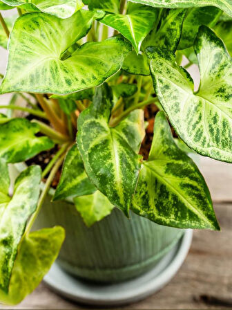 Dolgun Formlu Dekoratif Melek Kanadı Çiçeği 20-40cm 1 ADET Saksılı Syngonium