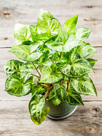 Dolgun Formlu Dekoratif Melek Kanadı Çiçeği 20-40cm 1 ADET Saksılı Syngonium