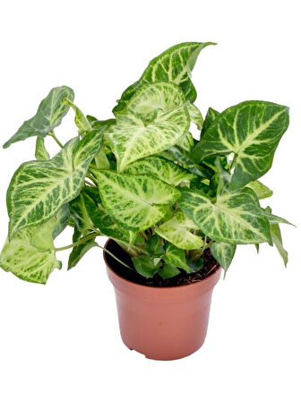 Dolgun Formlu Dekoratif Melek Kanadı Çiçeği 20-40cm 1 ADET Saksılı Syngonium