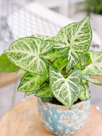 Syngonium Melek Kanadı Sarmaşığı 20-40cm Ok Başı Çiçeği Salon Ofis Çiçeği