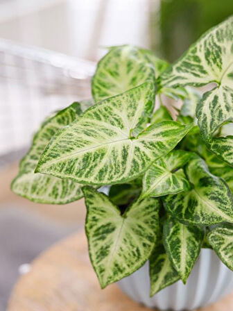 Syngonium Melek Kanadı Sarmaşığı 20-40cm Ok Başı Çiçeği Salon Ofis Çiçeği