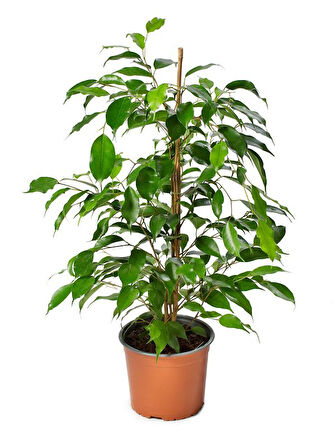 Ficus Benjamina Salon Ofis Bitkisi Yeşil Benjamin 1 ADET 30-60Cm