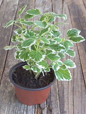 Plectranthus Forsteri Kokulu Bitki saksılı Çok Yıllık 10-20CM