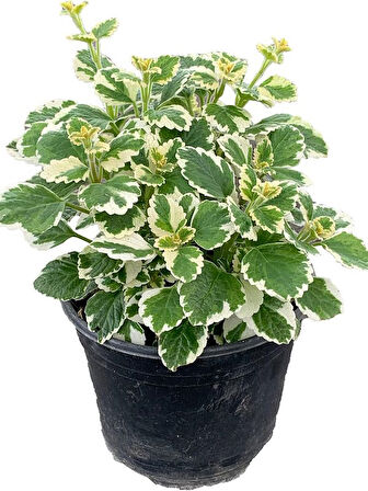 Alacalı Adaçayı Kokulu Benjamin Çiçeği 1 ADET Saksılı 10-20CM