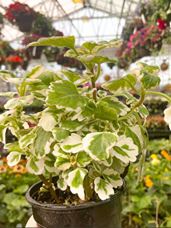 Sarkıcı Kokulu Benjamin Çiçeği 1 ADET Saksılı (Plectranthus Forsteri) 10-20CM