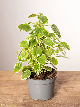 Sarkıcı Kokulu Benjamin Çiçeği 1 ADET Saksılı (Plectranthus Forsteri) 10-20CM