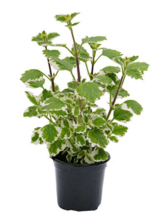 Plectranthus Forsteri Kokulu Uzayan Tür Benjamin Çiçeği Saksılı 10-20CM