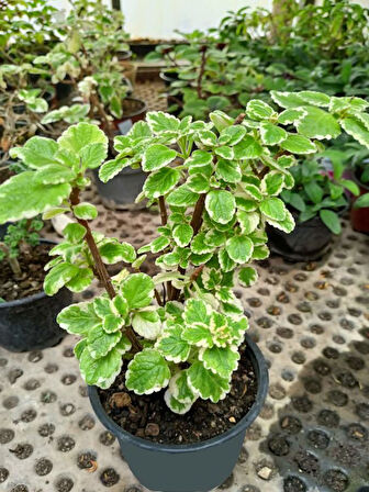 Plectranthus Forsteri Kokulu Uzayan Tür Benjamin Çiçeği Saksılı 10-20CM