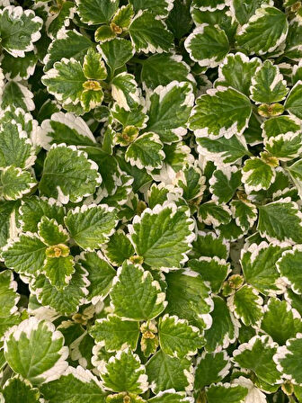 Plectranthus Forsteri Kokulu Uzayan Tür Benjamin Çiçeği Saksılı 10-20CM