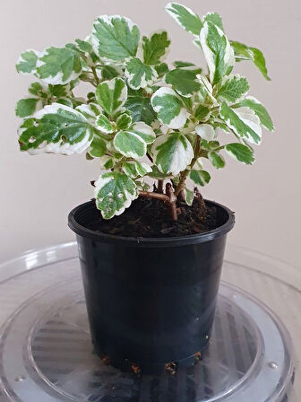 Mis Kokulu (Plectranthus Forsteri) Çiçeği Saksılı 1 ADET 10-20CM