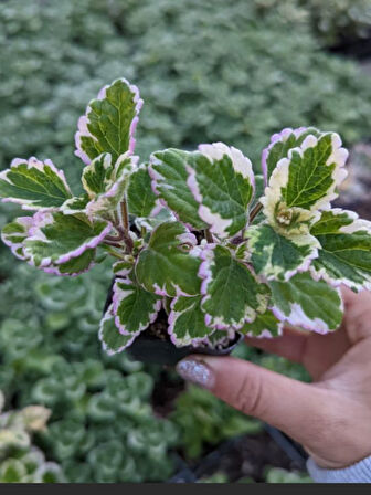 Kokulu Salon Çiçeği (Plectranthus Forsteri) 1 ADET Saksılı Mini 10-20CM