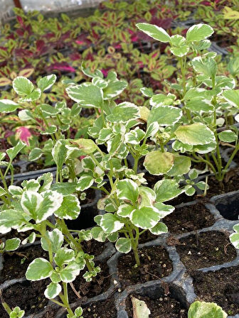Kokulu Salon Çiçeği (Plectranthus Forsteri) 1 ADET Saksılı Mini 10-20CM