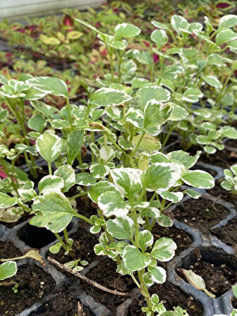 Kokulu Salon Çiçeği (Plectranthus Forsteri) 1 ADET Saksılı Mini 10-20CM