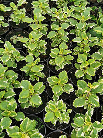 Aromatik Kokulu Benjamin Çiçeği 1 Adet Saksılı (Plectranthus Forsteri) 10-20CM