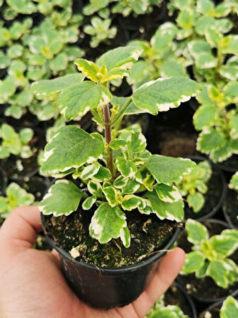 Aromatik Kokulu Benjamin Çiçeği 1 Adet Saksılı (Plectranthus Forsteri) 10-20CM