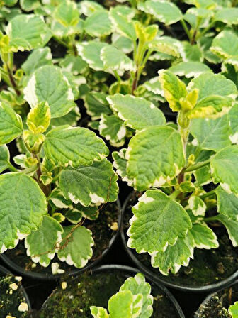 Aromatik Kokulu Benjamin Çiçeği 1 Adet Saksılı (Plectranthus Forsteri) 10-20CM