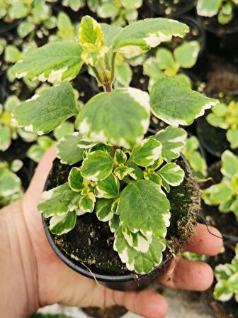 Mini Boy Kokulu Benjamin Çiçeği (Plectranthus Forsteri) 10-20CM