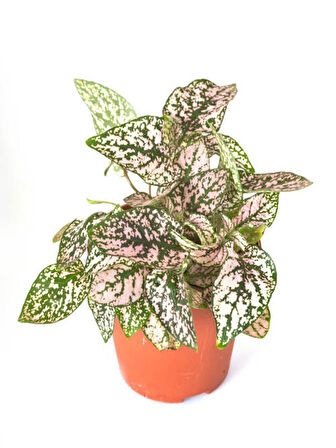 Pembe Renk Çilli Yapraklı Hostes Çiçeği (Pink Hypoestes) 10-20CM