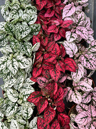 Kırmızı Hostes Çiçeği 1 ADET Saksılı (Red Hypoestes) 10-20CM