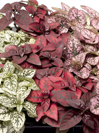 Kırmızı Hostes Çiçeği 1 ADET Saksılı (Red Hypoestes) 10-20CM