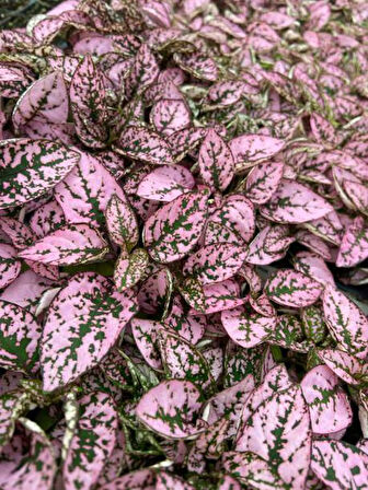 Pembe Renk Yaprağı Güzel Hostes Çiçeği (Pink Hypoestes) 10-15CM