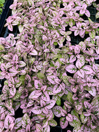 Pembe Renk Yaprağı Güzel Hostes Çiçeği (Pink Hypoestes) 10-15CM