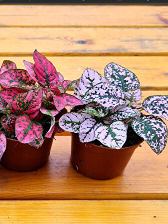 Pembe Renk Yaprağı Güzel Hostes Çiçeği (Pink Hypoestes) 10-15CM