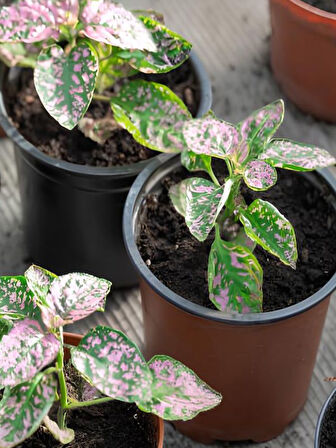 Çilli Pembe Hostes Çiçeği Pembe Renk 1 ADET Saksılı 10cm
