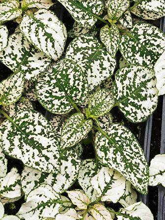 Hostes Çiçeği Beyaz Renk 1 ADET 10-15cm (Hypoestes)