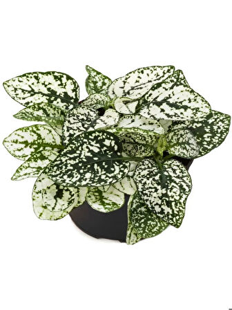 Hostes Çiçeği Beyaz Renk 1 ADET 10-15cm (Hypoestes)